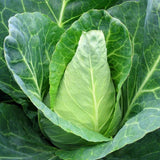 Cabbage Caraflex F1 Organic