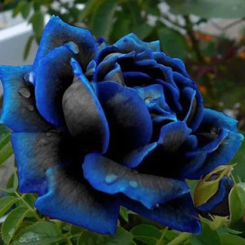 Rosa azul negra rara - semillas
