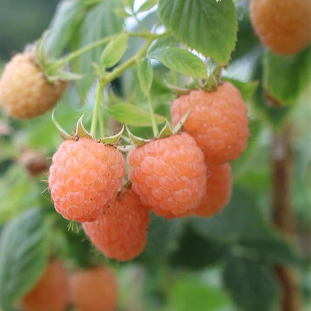 Silver Coated Raspberry Double Gold Raspberry Seeds Sweet and Beautiful – Haiyiplants