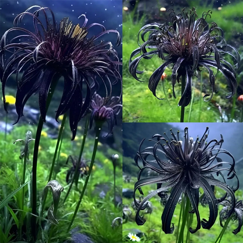 Black Spider Lily