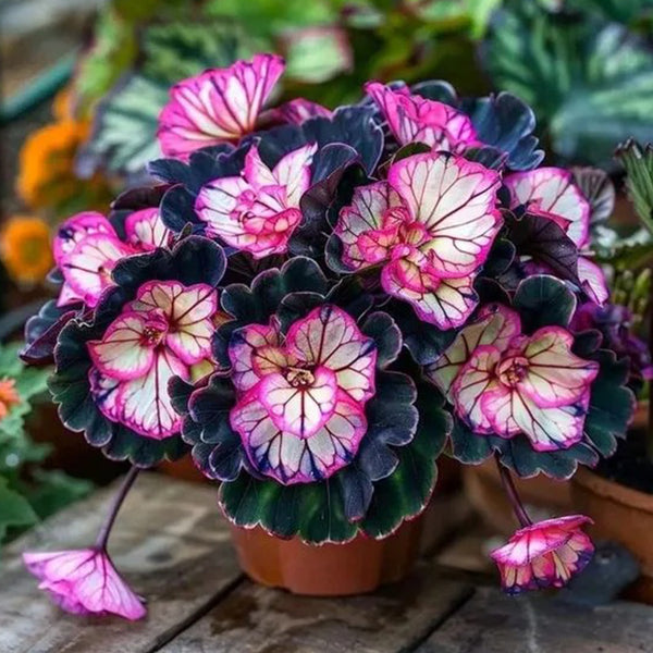 Mystic Purple Perennial Rare Rose-Shaped Begonia Seeds