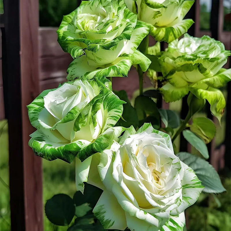 Two Green Roses Rare White and Green Twin Roses – Haiyiplants