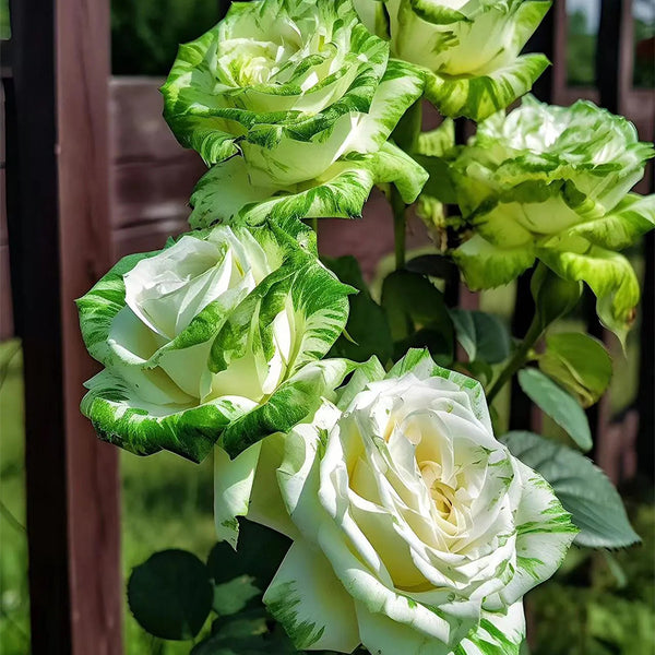 Rare White and Green Twin Roses