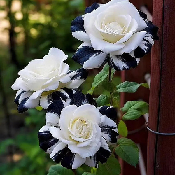 Rare Black and White Twin Roses