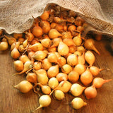 Yellow Stuttgarter Onion Sets Seeds,Noon Day Neutral Planting Set Growing Vegetable Scallion Green Seed