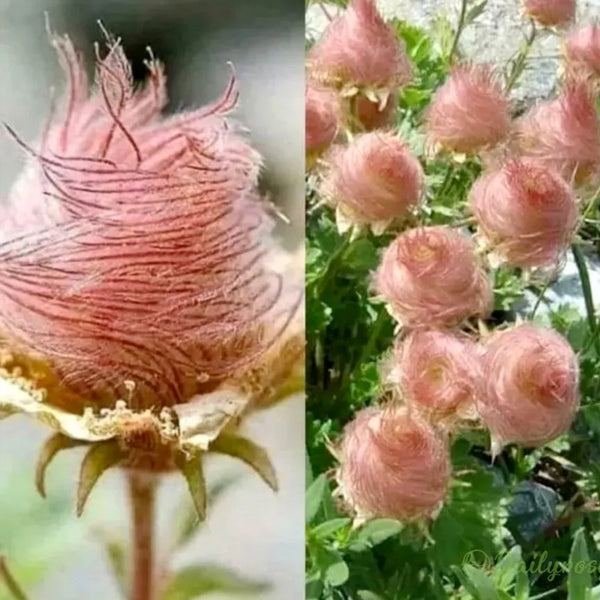 Prairie Smoke Flower Seeds