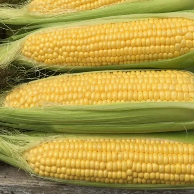 Sweet Corn Moonshine Seeds Annual Tall Yellow for Culinary