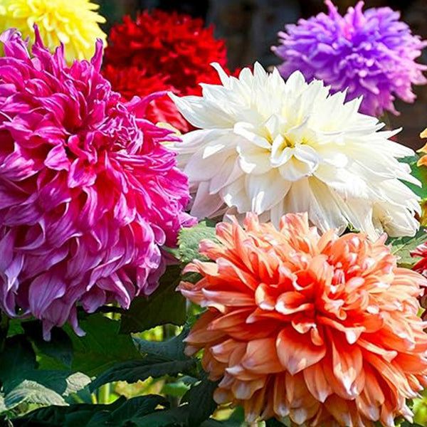 Rare Mix Dahlia Pompon Flower Seeds Variabilis Beautiful Annual Outdoor - Perennial