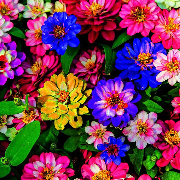 Mixed Zinnia Flower Seed Plant