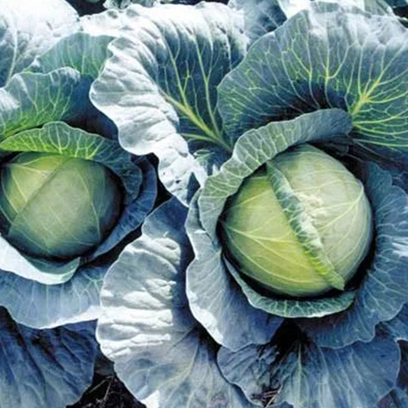 Cabbage Early Thunder F1