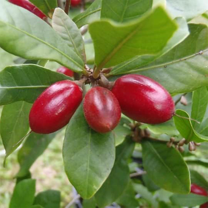 Semillas de fruta milagrosa (Synsepalum dulcificum)
