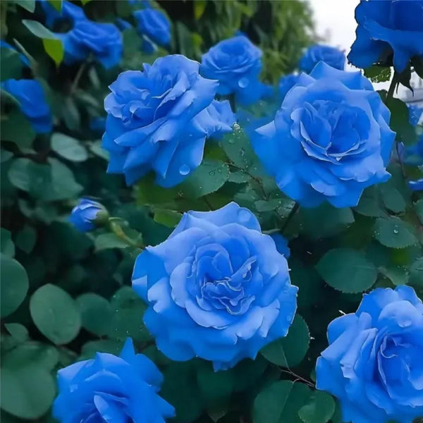 Blue Enchantress Roses - Rare