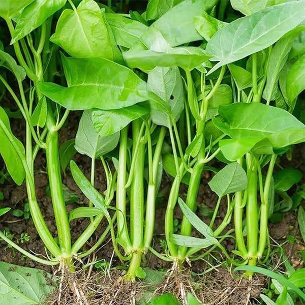 Kong Xin CAI Vegetable Seeds Water Spinach Kangkong Delicious Vegetable Seeds for Green Leaf Planting Garden Non-GMO Choy Ong Seed