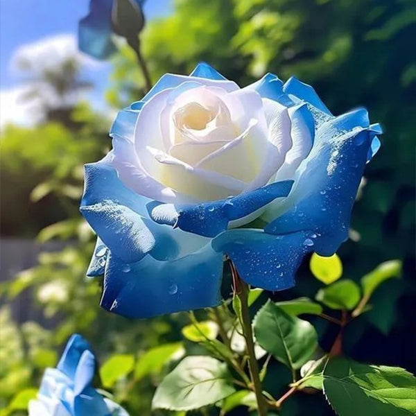 Broken Ice Blue Rose Seeds - Rare