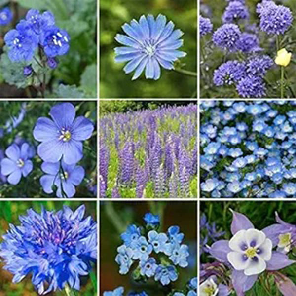 Blue Wildflower Seed Mix - Attracts Hummingbirds and Butterflies - Easy to Grow