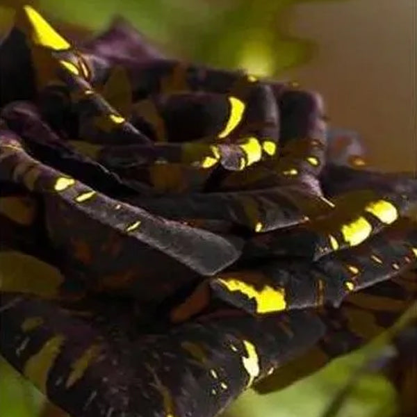 Dark purple yellow roses seeds