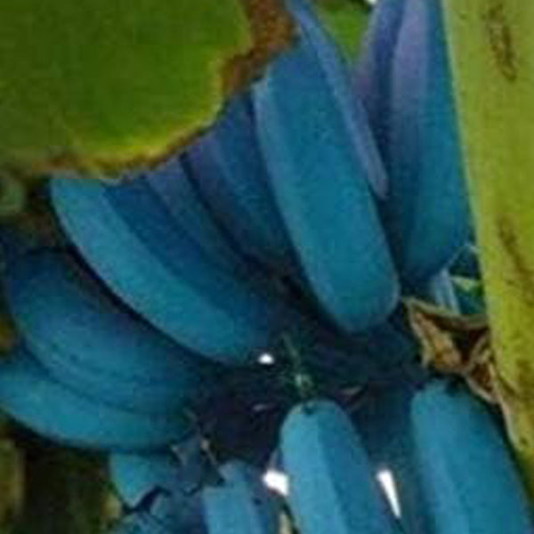 Fresh Banana Fruit Seeds for Planting Blue