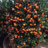 Red Tangerine Seeds-Sweet, Juicy, Abundant Harvests