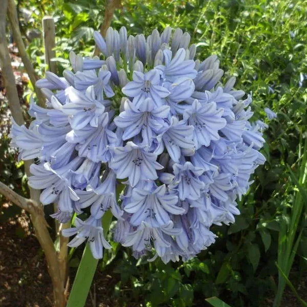 Agapanthus africanus 'Glenavon'