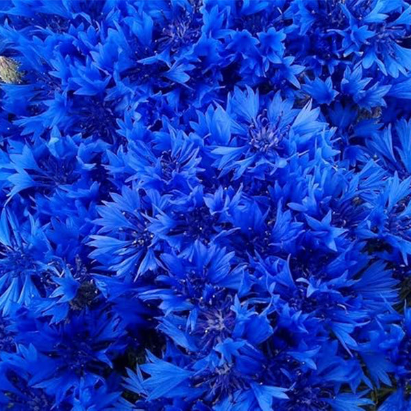 Semillas de aciano azul Botones de soltero Flor de Centaurea cyanus