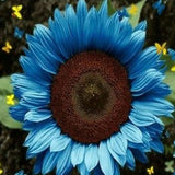 Bright Blue Sunflower Seeds