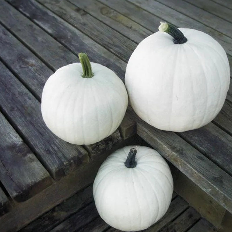 Algodón de azúcar de calabaza