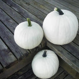 Algodón de azúcar de calabaza