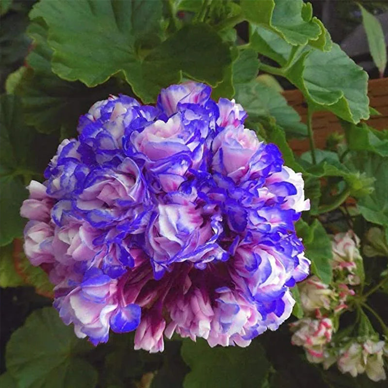 Semillas raras de geranio 'Night Blue', capullo de rosa de manzano, pelargonio perenne