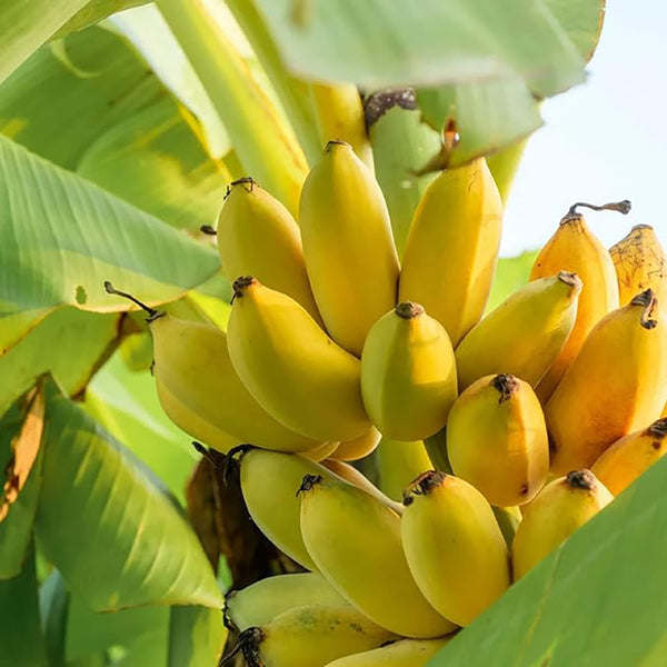 Semilla de árbol de plátano Planta tropical Fruta dulce y deliciosa Jardinería sin OGM