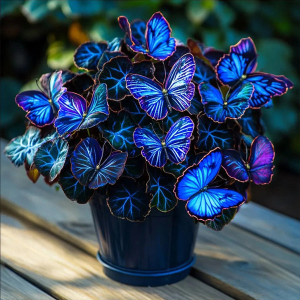 Butterfly Begonia🦋Moonlight Blue