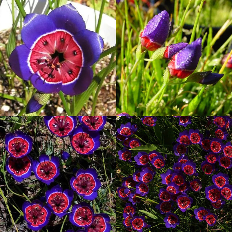 The Stunning Tricolor Wandflower Seeds Collection