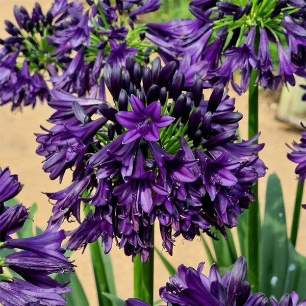 Agapanthus africanus 'Black Jack'