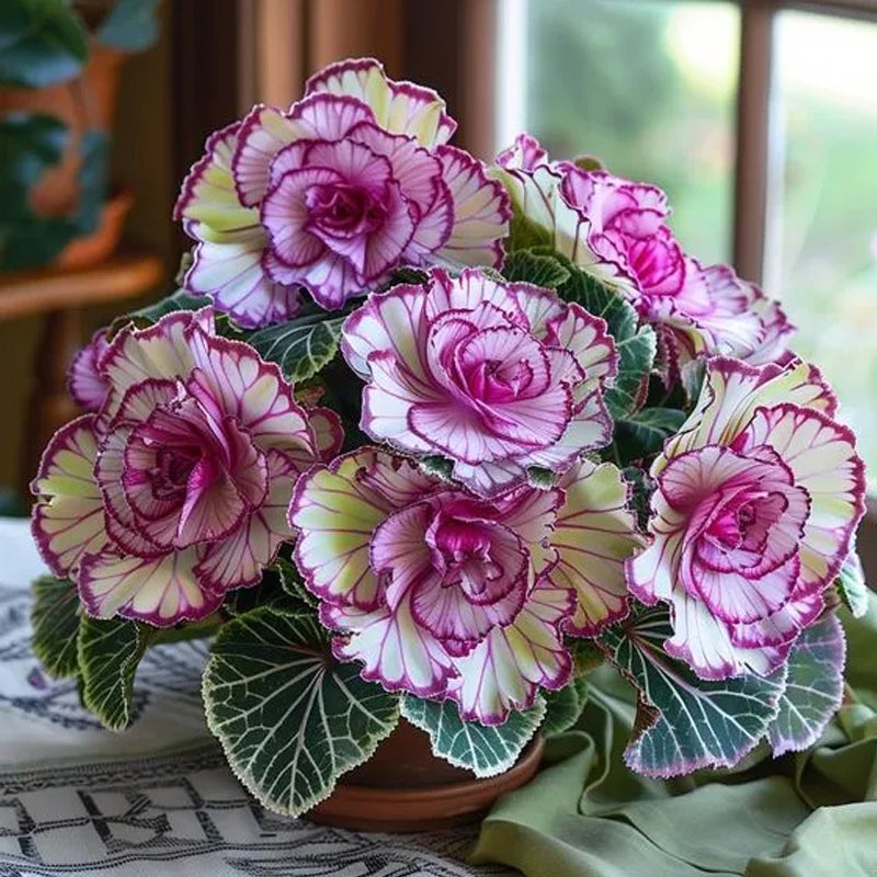 Semillas raras de begonia en forma de rosa perenne de ciruela de medianoche