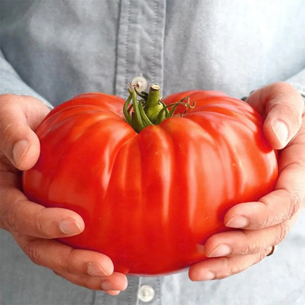 Giant Delicious Tomato