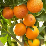 Semillas de árbol de naranja Bonsai Fruta dulce deliciosa Jugosa Hermosas plantas en macetas Sabor robusto Fácil cuidado