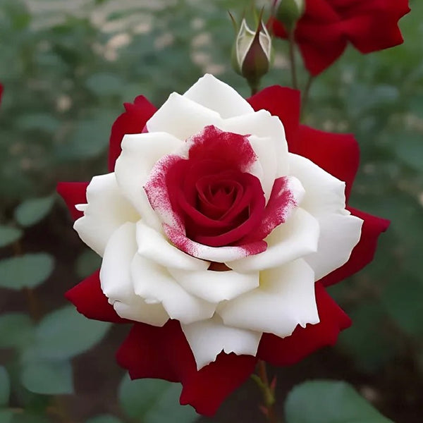 Red Heart Twin Rose Seeds