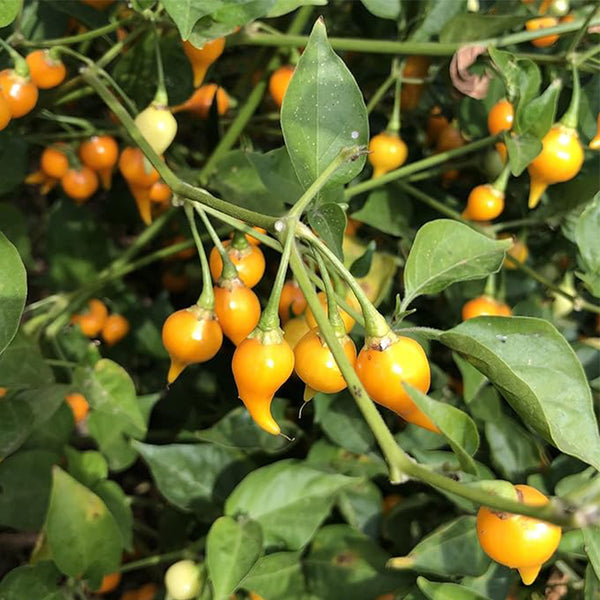 Semillas de pimiento picante amarillo Biquinho sin OGM - Huerto - Capsicum annuum