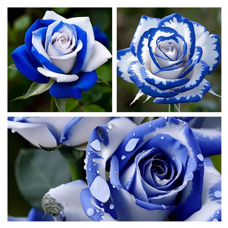 White Roses Sprayed Blue Blue White Roses Seeds:A Delightful Blend of Elegance and Serenity ...