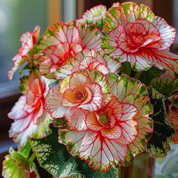 Passionate Red  Perennial Rare Rose-Shaped Begonia Seeds