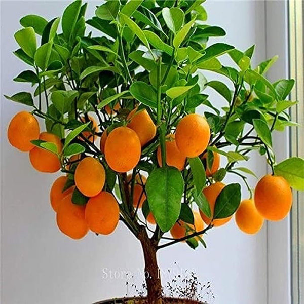 Bonsai Orange Tree Seeds Grow a Delicious Fruit Bearing Bonsai Tree