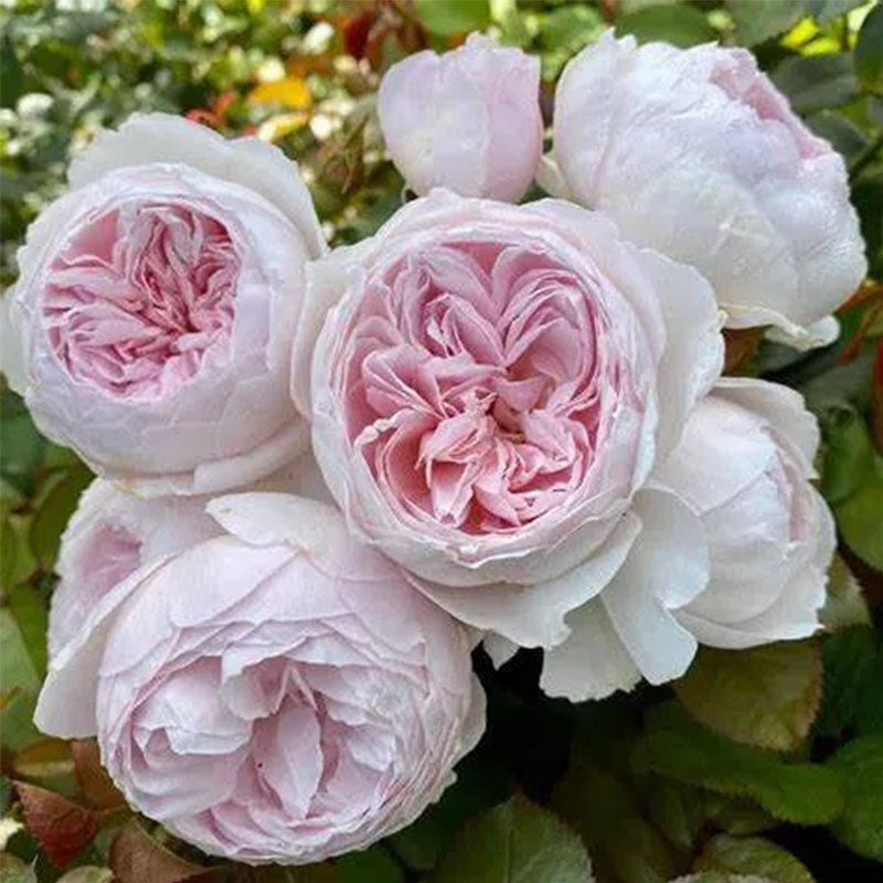 Semillas de rosa floribunda Earth Angel