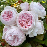Semillas de rosa floribunda Earth Angel