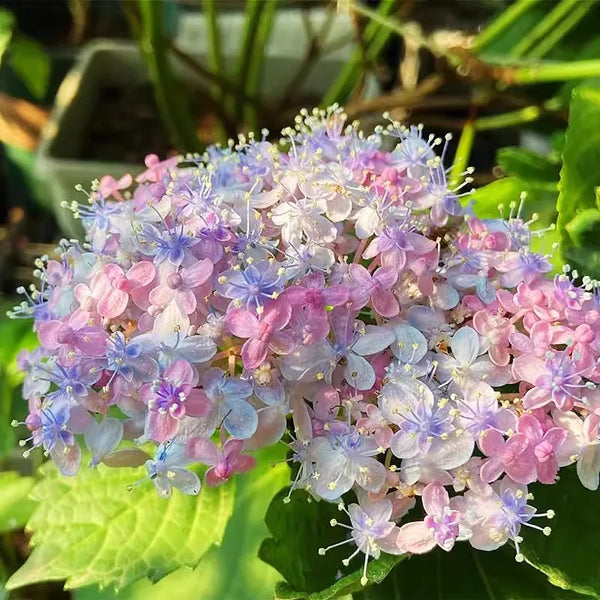 Hortensia macrophylla Ayesha