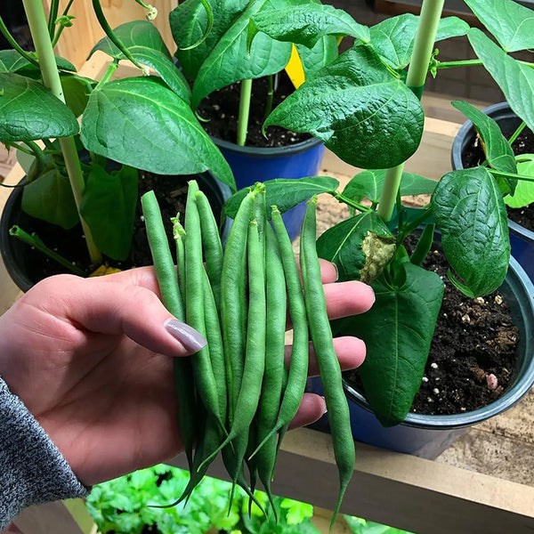 Container Bush Beans