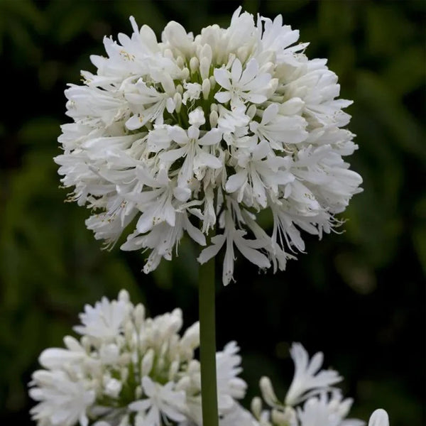 Agapanthus africanus 'Albus'