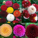 Semillas de flores de dalia perenne Pompon para plantar al aire libre: las semillas de dalia atraen abejas y mariposas