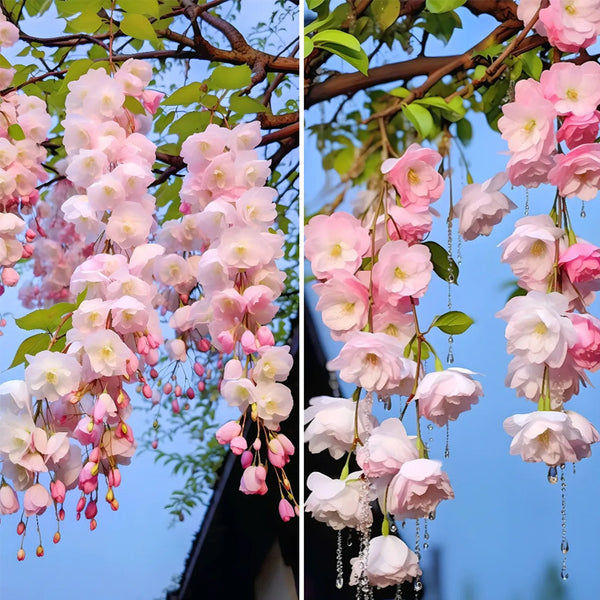 Semillas de flores de begonia