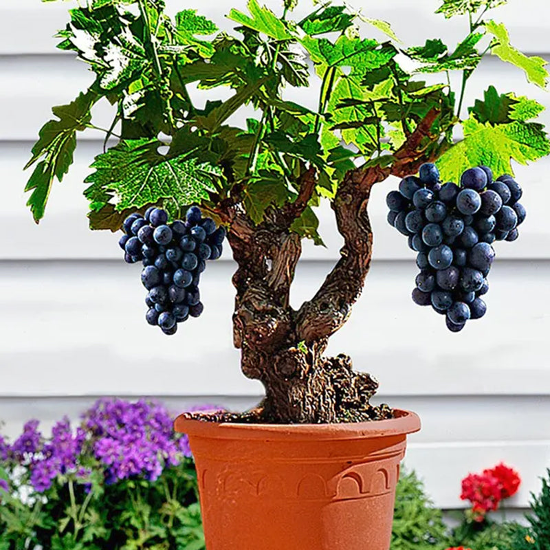 Miniature Grape Vine Seeds