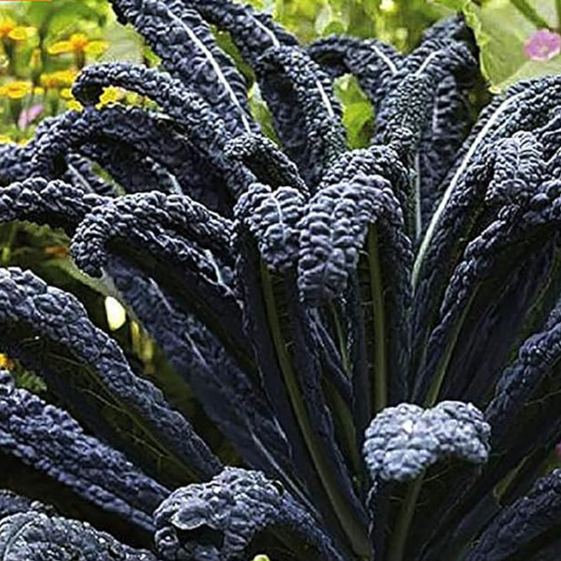 Black Magic Dinosaur Kale Seeds