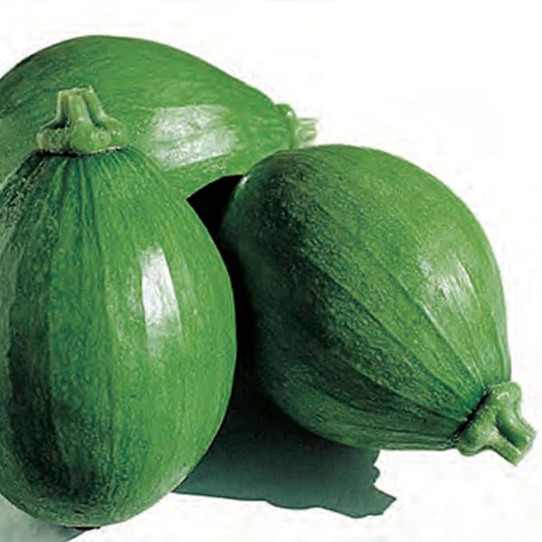 Squash Seeds - Korean, Summer Teot Bat Put  Hybrid F1 Hybrid Asian Garden Vegetable